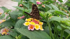 Eudamini