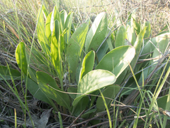 Limonium carolinianum