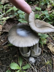 Amanita pachycolea