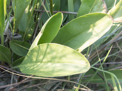Limonium carolinianum