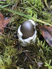 Amanita pachycolea