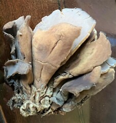 Otidea alutacea