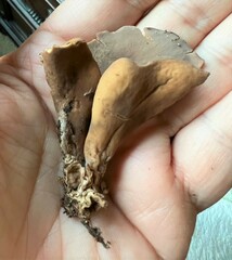 Otidea alutacea