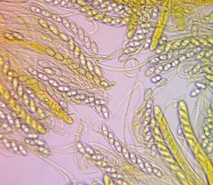 Otidea alutacea