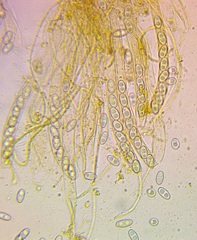 Otidea alutacea