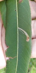 Stigmella salicis