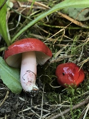 Russula rhodocephala