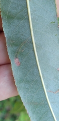 Stigmella salicis