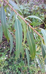 Stigmella salicis