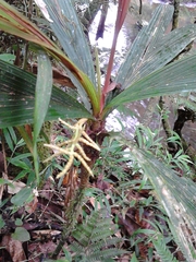 Dypsis louvelii