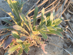 Oenothera humifusa