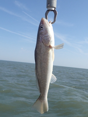 Menticirrhus americanus