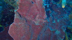 Petrosia pellasarca