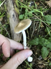 Amanita porphyria