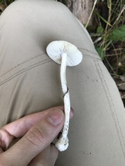 Amanita porphyria