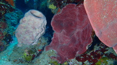 Petrosia pellasarca