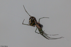 Leucauge volupis