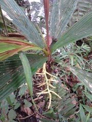 Dypsis louvelii