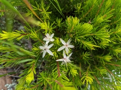 Calytrix