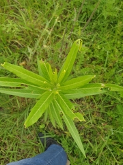 Asclepias curassavica