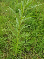 Asclepias curassavica
