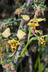 Diuris pardina