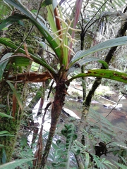 Dypsis louvelii