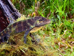 Anolis danieli