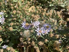 Symphyotrichum ascendens