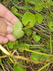 Centella