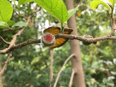 Ficus coronata