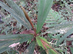 Dypsis louvelii