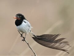 Alectrurus risora