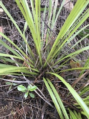 Cordyline pumilio