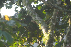 Sittasomus griseicapillus