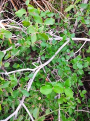 Malpighia diversifolia