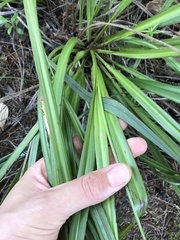 Cordyline pumilio
