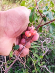 Malpighia diversifolia