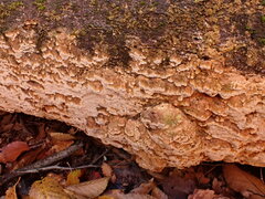 Neoantrodia serialis