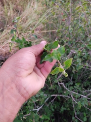 Malpighia diversifolia