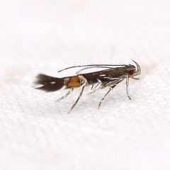 Cosmopterix