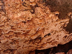 Neoantrodia serialis