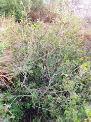 Malpighia diversifolia