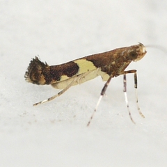Caloptilia bimaculatella