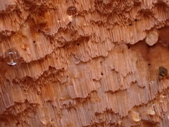 Neoantrodia serialis