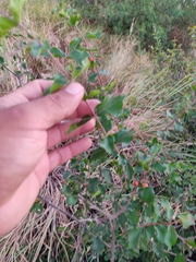 Malpighia diversifolia