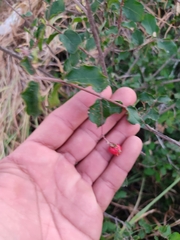 Malpighia diversifolia