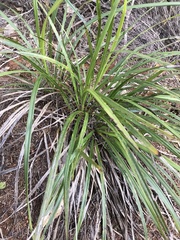 Cordyline pumilio