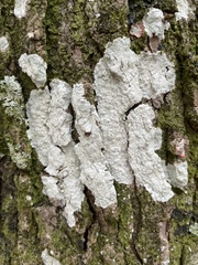 Lecanora hybocarpa