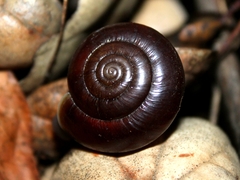 Glyptostoma gabrielense